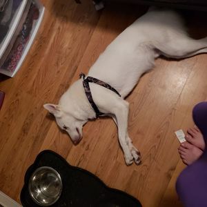 Meet your Posher, Joy